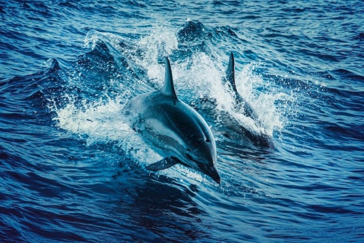 a dolphin jumping out of the water